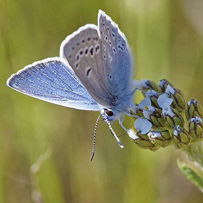 March 21: Intro to Mission Blue Butterfly Monitoring