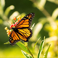 Make Monarch butterfly kite for Earth Day, 4/22