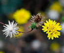 May 13: Botany Series: Plant Families in the Field (Mori Point)