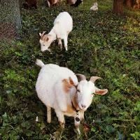 Help Watch Goats at Fort Mason!