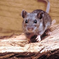 November 29: Hantavirus Awareness