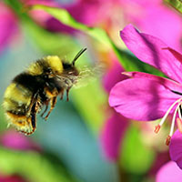 January 27: Marin Pollinator Workshop