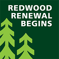 Redwood Renewal Begins at Muir Woods