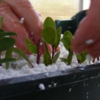 April 13: Nursery Series: Growing Plants from Cuttings