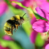 June 1: Bees of Alcatraz