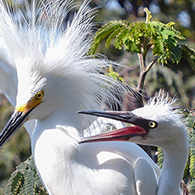 July 13: Alcatraz Waterbirds Tour