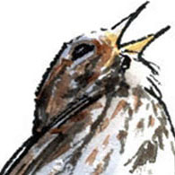 July 10: John Muir Laws: The New Bird Drawing System