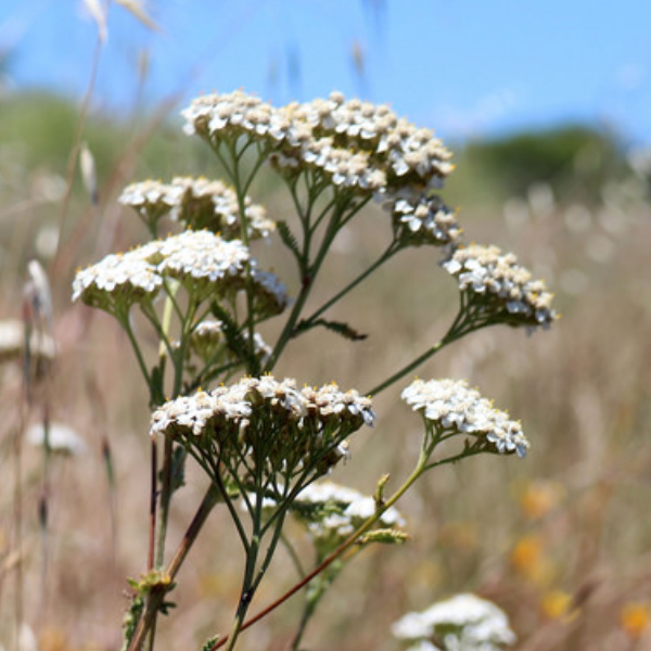 April 24: PYC Tea Time on Crissy Field: Medicinal Uses of Plants