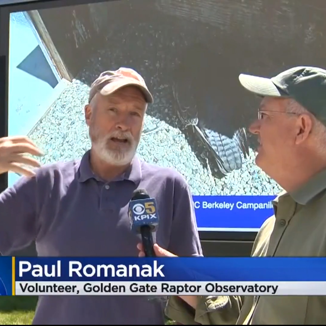 Peregrine Falcons Welcome new chicks!