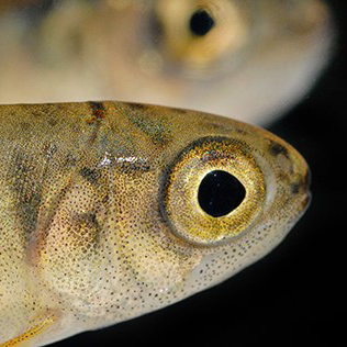 Young Salmon &amp; Trout making a trip through Muir Woods!