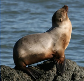 Sept. 5: 2019 Science Symposium: Science and Stewardship for Resilient Parks!