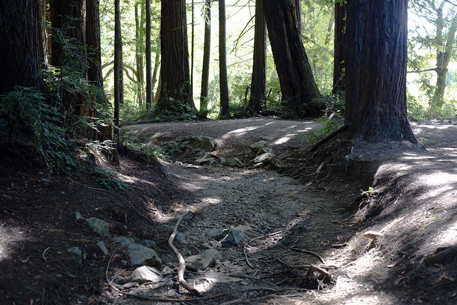 Roy's Redwoods Restoration hopes to Replenish Aquifer