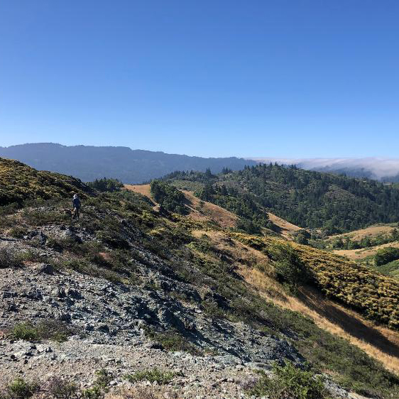 Surveying for Japanese Knotweed in Lagunitas Creek