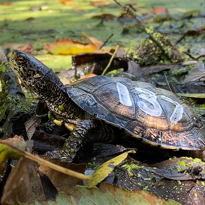 CALIFORNIA NATIVE FRESHWATER TURTLE RETURNS TO RODEO VALLEY WATERSHED