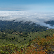 2020 One Tam Virtual Summit on Climate: Change and Resilience