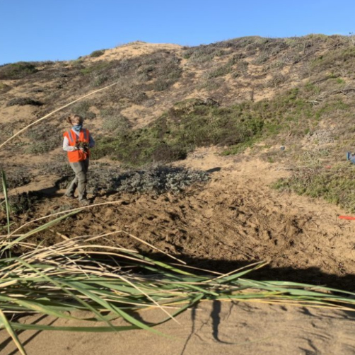 Dune Habitat Enhancement, One Endangered Species at a Time