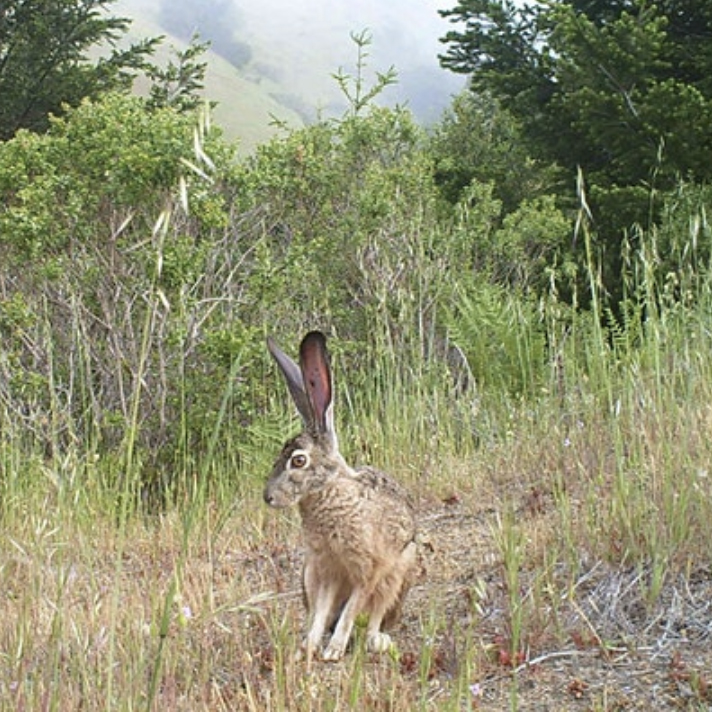 Bay Nature Talks: People, Science, and Nature at One Tam, 3/18