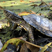 Saving the Western pond turtle in the GGNRA, 3/26