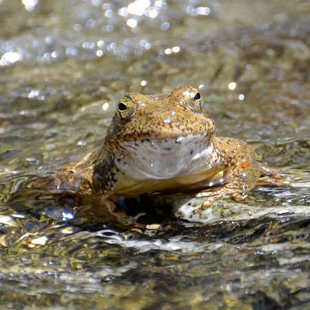 New StoryMap Helps Visitors Protect Foothill Yellow-legged Frogs