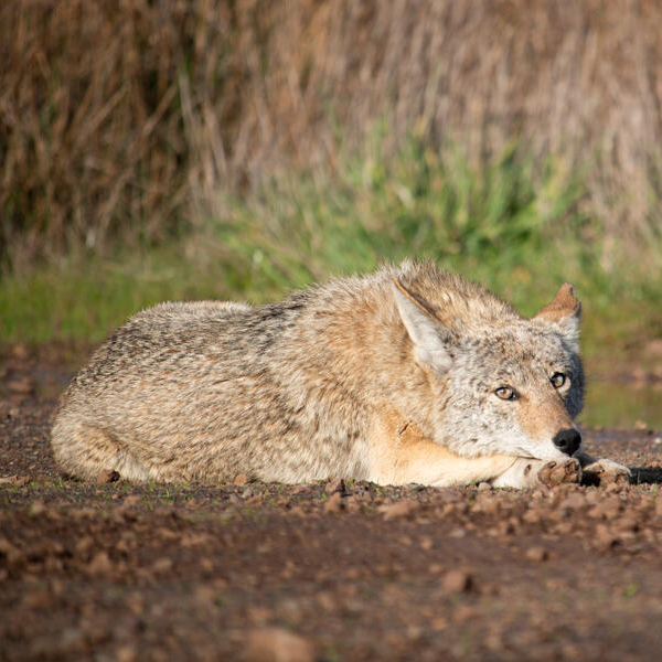 Coyotes in the GGNRA, 5/19