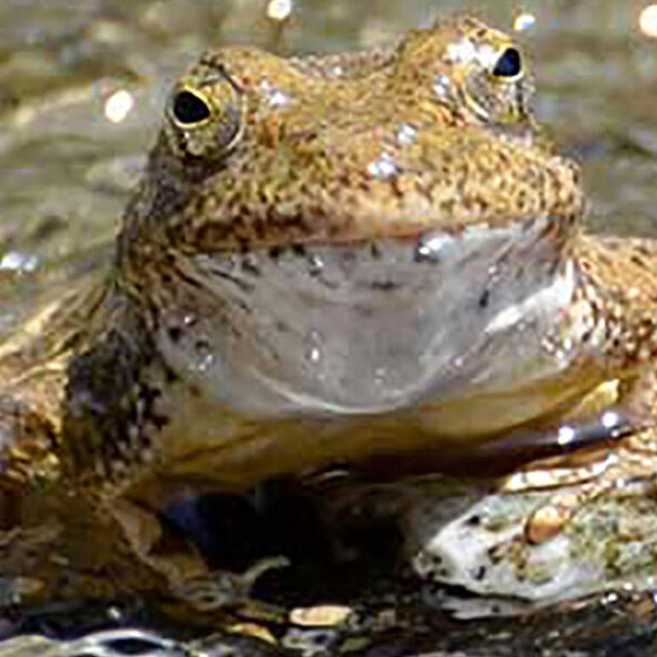 All About Fascinating Foothill Yellow-legged Frogs, 5/27