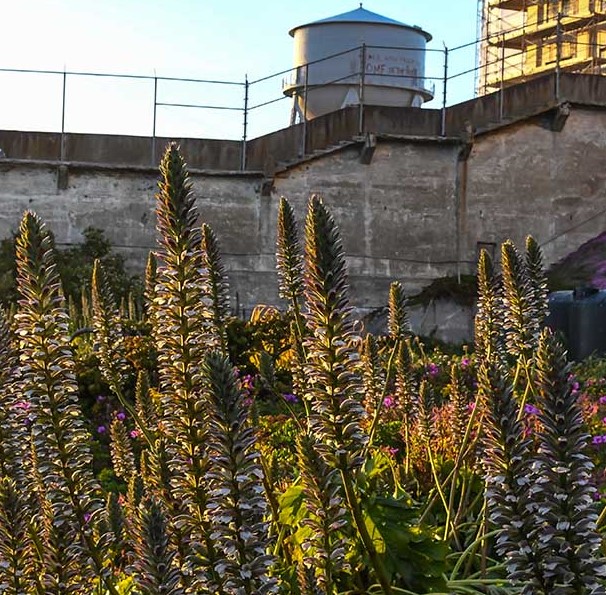 The Unlikely Gardeners of Alcatraz